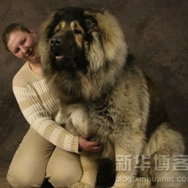 Big Tibetan Mastiff.jpg